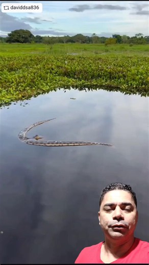 Alligator vs. Surprised Anaconda