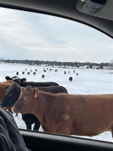 With 5-10” of snow across Oklahoma our farmers and ranchers were out Breaking Ice, feeding hay, and helping Calves. It was a tough weekend, but farm families are always resilient! Enjoy some of the pics across Oklahoma. #oklahoma #farmers #livestock #cattle #winter