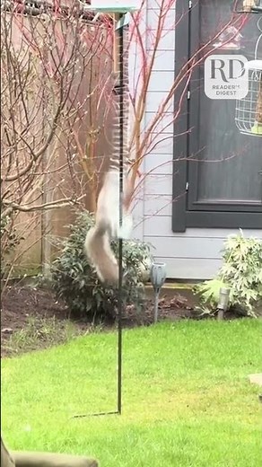 Squirrel versus slinky: who will win?