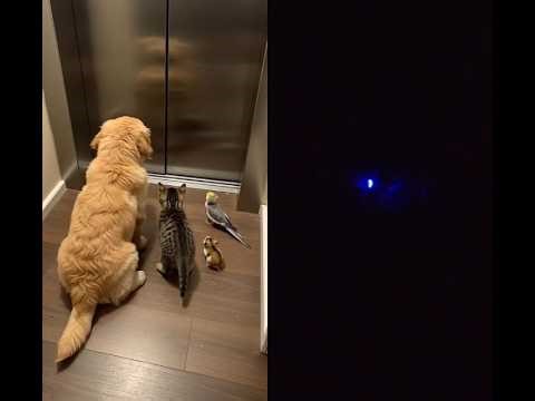 What's going on with that 🚪🙂🐾#duet #shorts #pets #viral #fyp