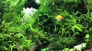 32 reactions | Jungle feel with natural plants….! | YOKO JP Aquarium | Facebook