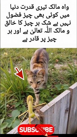 The Power of Allah 🌙✨ | Signs of Allah in Nature | Islamic Reminder#PowerOfAllah 🌙#IslamicReminder ✨