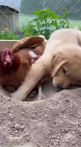 “When you copy the wrong friend but commit to it anyway 😂🐔🐶” | chic chicken
