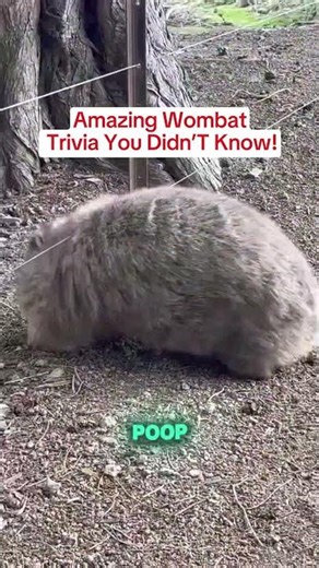 Amazing Wombat Trivia You Didn't Know