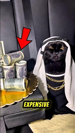 Top 3 Most Expensive Cats in the World 😨😱 (One Costs $100,000!)