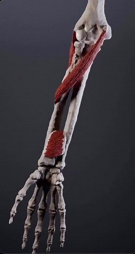 Pronación y Supinación: Movimientos Clave del Codo