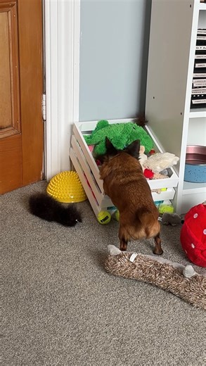 Dottie Dwarf Griffon | Inventory complete. 👀 Human, don’t touch my treasure box. 😤 #dog #cutedogs #funnypets #funnydogs #smalldog | Instagram