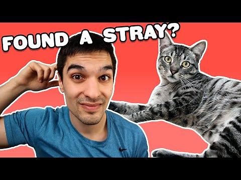 What to Do if You Find a Stray Cat Outdoors