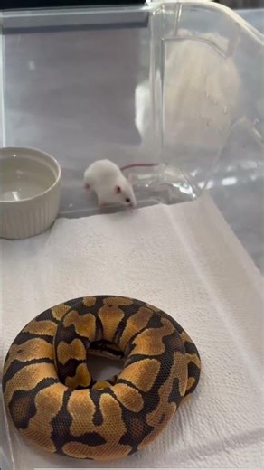 One Second From Disaster — Hamster’s Shocking Escape! ⚡🐹