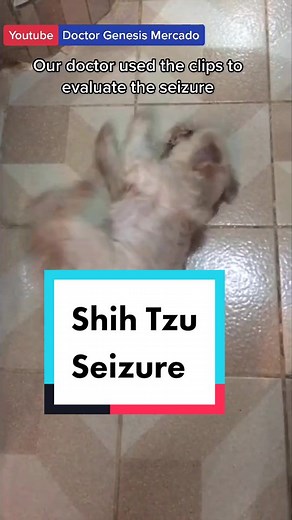 Dog seizure #dog #shihtzu #doctorgenesismercado | seizure