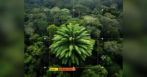 AI is helping to find a female partner for the world's loneliest plant: 'Tale of unrequited love'