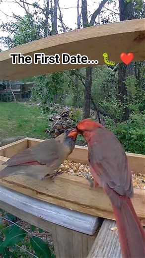 Spring is in the air! ❤️ The Cardinal courtship has begun. #Cardinals #HooverWildlife #BirdWatching
