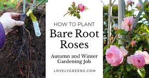 How to Plant Bare Root Roses in Winter • Lovely Greens