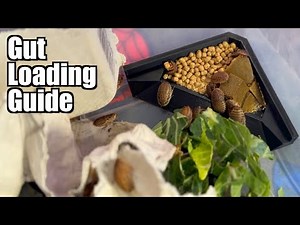 Gut Loading! The Most Important Part of Feeding your Reptiles