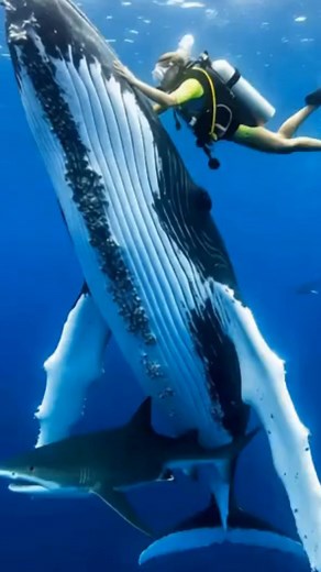 During a dive in Rarotonga in the Cook Islands, marine biologist Nan Hauser experienced something unbelievable—a 50,000-pound humpback whale gently pushed and shielded her from an approaching 18-foot tiger shark! The whale used its massive body and fin to steer her away, showing rare protective behavior almost never seen in the wild. Experts believe humpback whales may instinctively protect weaker animals from predators. This incredible moment proves how intelligent and compassionate ocean giant