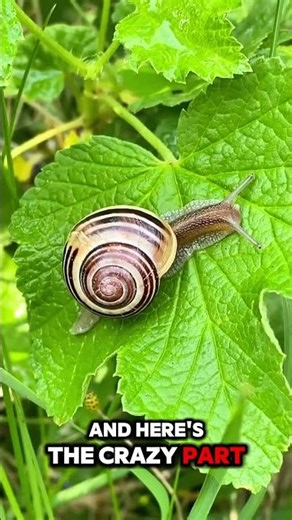 This Tiny Snail Can Survive Without Food for YEARS 😨