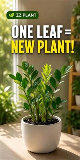 FREE ZZ Plants From a Single Leaf #gardeningtips #plants #zzplant
