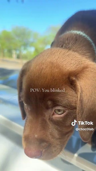 Almost 4 months my sweet angel #puppytiktok #labradorretriever #chocolatelab #puppylife #labpuppy