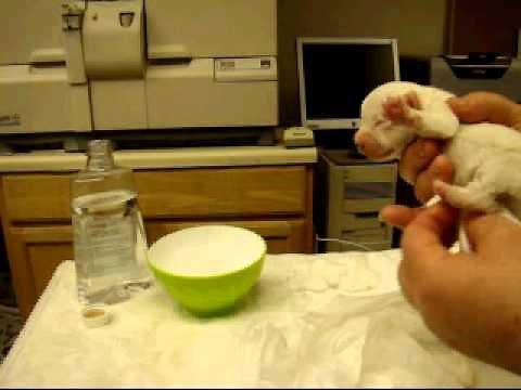 helping a puppy to poop