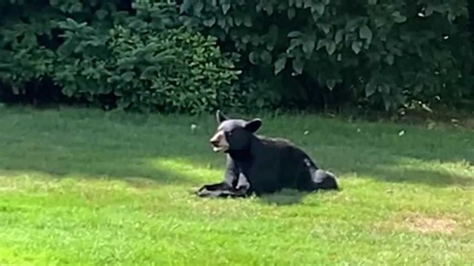 Forest officials issue advisory after recent bear encounters on New Hampshire trails