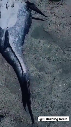 Real Life Mermaid Caught in Durban South Africa KwaZulu-Natal Follow us Disturbing reels into the shadows as we uncover the eerie and unexplained. From ghostly encounters to mysterious phenomena, each video takes you deeper into the unknown. Dare to watch?😱🥹🤯🫣🥶😰😭😭 #DisturbingReels #viral #CreepyContent #DarkVisuals #HorrorReels #CreepyVideos #UnsettlingContent #DarkReality #DisturbingTruth #WeirdVideos #ShockingReels #HauntedVisuals #CreepyVibes #ScaryMoments #ParanormalActivity #GhostRe