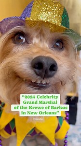 BIG NEWS! It’s true! Pippa is officially the 2024 Celebrity Grand Marshal of the Krewe of Barkus in New Orleans! #laissezlesbontempsrouler #pippadog #grandmarshal #celebrity #neworleans #smilingdog #rescuedog #worldsfastest3leggeddog #pippa #kreweofbarkus #barkus #mardigras #mardigras2024 | Jeanie & Pippa; Two 3-Legged Dogs