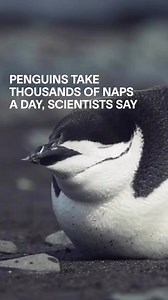 These chinstrap penguins take thousands of naps a day, scientists say, with each nap lasting just a few seconds until the penguins have accumulated about 11 hours of sleep.⁠ ⁠ In 2019, scientists observed the penguins on King George Island, which is just 70 miles north of Antarctica. They split their time between foraging in the ocean and incubating their nests on land. ⁠ ⁠ By hooking the penguins up with electrodes and sensors, the scientists discovered that while the penguins were nesting, the