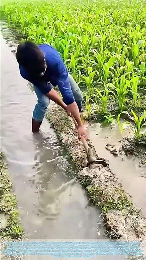 Unlocking the Land: The Ancient Physics of Field Irrigation