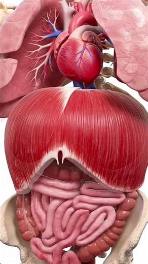 Watch Your Organs Move as You Breathe! 🫁 | Amazing Human Anatomy Animation