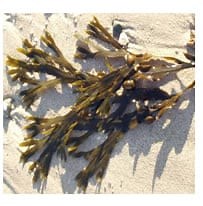 Alga Bruna - Proprietà del Fucus in Fitoterapia