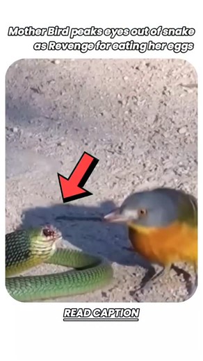 Animaletter | Wildlife | Animal kingdom | Nature | on Instagram: "A bird pecking at a snake’s eyes is using one of the few tactics that can quickly disable a dangerous predator. Many snakes are fast and can strike with deadly precision, but their eyes are unprotected and highly sensitive. By aiming for the eyes, the bird blinds or disorients the snake, making it easier to kill, steal its prey, or drive it away without getting bitten. Several bird species—like secretary birds, certain hawks, and