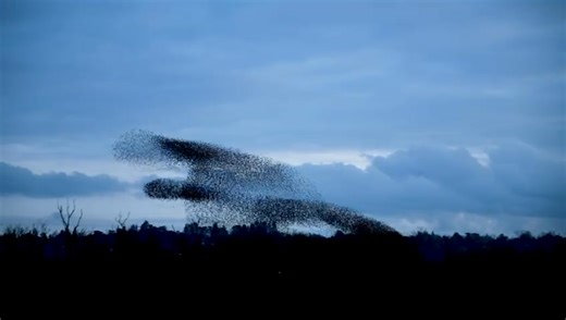 23K views · 445 reactions | Starling murmuration over Speen Moors last night. | newburytoday | Facebook