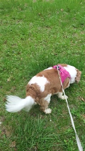 A Saturday morning walk woth Delilah.