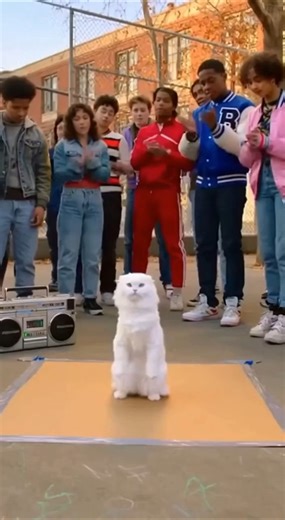 This cat's breakdancing skills are insane #shorts #cats #trending