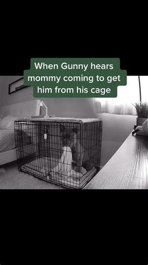 #trending #trend #viral #funny #fun #silly #cute #dogs #pets #love #furbaby #furbabies #foryou #fyp #foryoupage #bullies #americanbully #americanbullies #dogsofttiktok #petsoftiktok #bulliesoftikitok #dogmom #furfamily #furfam #FreestyleFridays