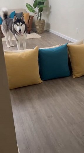 Teleport Owner Prank – “Wait… you’re there?! 😆” #HuskyPranks #FunnyDogs #PetLaughs #DogMoments #ViralPets #AnimalFun #PetVideos #TrendingNow #DogLovers | 2 Days Poster Competition, Photography & Painting Exhibition