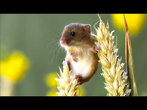 Harvest Mouse (Grassland Gymnastics Mouse)