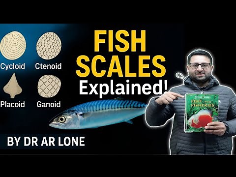 Scales of Fishes | Types of scales | Fish Scales | By Dr AR Lone