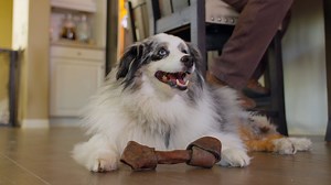 712K views · 2.4K reactions | Meet the dog mom making it easier for other military pet parents to care for their pups while they’re deployed ❤️ | Welcome Home | Facebook