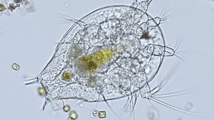 Nauplius larva of a cyclop (copepod) under the microscope