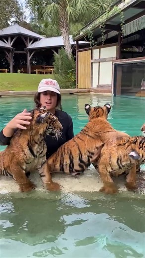 97K views · 27K reactions | Watch out you’re in the SPLASH ZONE!  These tiger cubs are having the best pool day! They are total naturals, in the wild, tigers are great swimmers. ‍♂️ They are one of the few big cat species that actually love the water! A purr-fect swim session! 李 | The Reptile Zoo | Facebook
