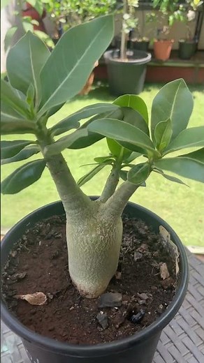 How Adenium Gets a Thick Stem 😲 | Desert Rose Care Secrets