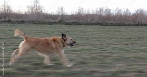 Dog run fast side tracking 4K, Terrier Dog running along path running through the grass , tracking shot of agile dog