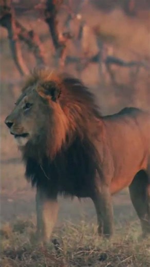 Two male lions fighting for female #lionfighting