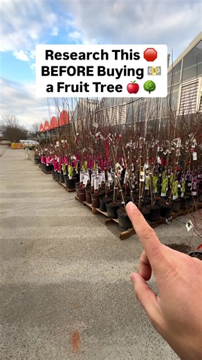 Top Disease Resistant Fruit Trees for Your Garden