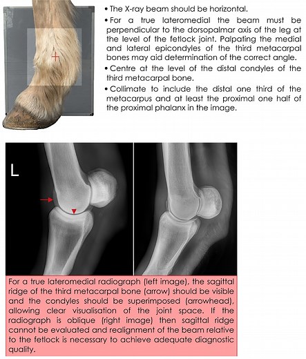 Radiography techniques of the equine fetlock joint