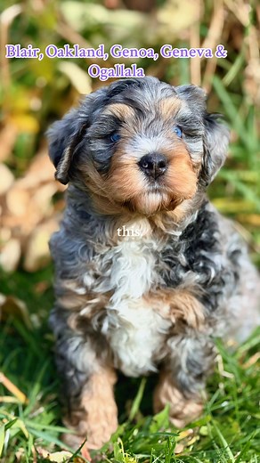 The Nebraska Litter: All Girls, in order Blair, Oakland, Genoa, Geneva & Ogallal!! Ready Thanksgiving week… reserve your very own turkey 🦃 this week! 💕 Sushi x Griz - 40-55lbs, large mini/small standard F2 Bernedoodles | Lesky Cattle & Doodles