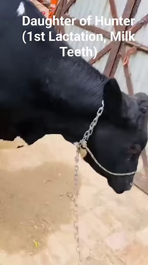 Daughter of Hunter 1st Lactation Milk Teeth AI by Dr Sarba | Lakshmi Dairy Farm - LDF