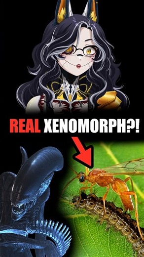 Xenomorphs are REAL?! (Parasitoid Wasps)