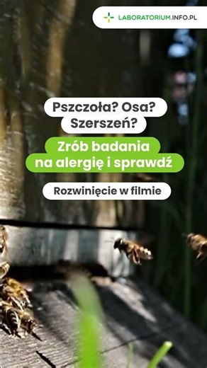 Pszczoła, osa czy szerszeń? To ma znaczenie